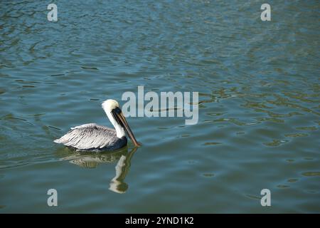 Pelican isolé dans le coin inférieur gauche nageant à droite dans l'eau plate calme. Réflexion d'oiseau dans de petites vagues. Horizontal regardant dans l'eau de la baie. Banque D'Images