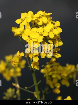 Moutarde des champs, Brassica rapa, Brassicaceae. Réserve naturelle d'Amwell, Royaume-Uni. Banque D'Images