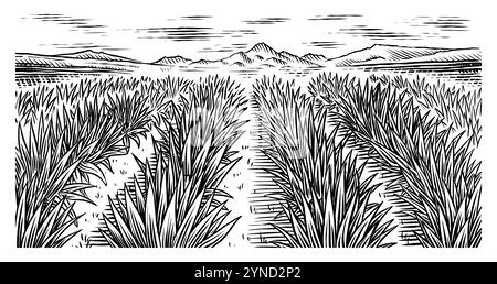 Champ d'agave. Paysage rétro vintage. Récolte pour la fabrication de tequila. Illustration vectorielle pour le menu ou l'affiche. Croquis gravé à la main. Style boisé Illustration de Vecteur