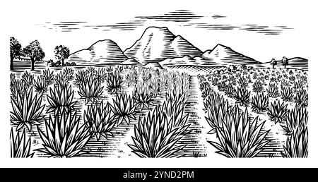 Champ d'agave. Paysage rétro vintage. Récolte pour la fabrication de tequila. Illustration vectorielle pour le menu ou l'affiche. Croquis gravé à la main. Style boisé Illustration de Vecteur