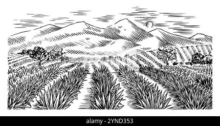 Champ d'agave. Paysage rétro vintage. Récolte pour la fabrication de tequila. Illustration vectorielle pour le menu ou l'affiche. Croquis gravé à la main. Style boisé Illustration de Vecteur