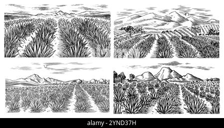 Champ d'agave. Paysage rétro vintage. Récolte pour la fabrication de tequila. Illustration vectorielle pour le menu ou l'affiche. Croquis gravé à la main. Style boisé Illustration de Vecteur