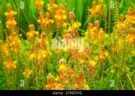 Bulbine frutescens est une espèce de plante à fleurs du genre Bulbine, originaire d'Afrique australe. Banque D'Images