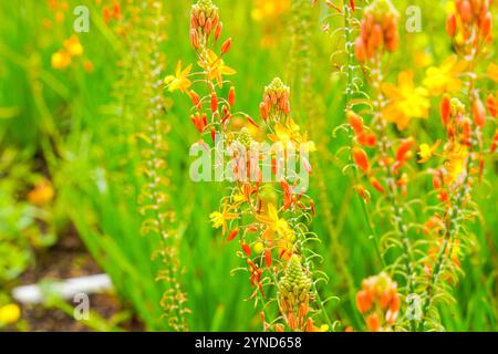 Bulbine frutescens est une espèce de plante à fleurs du genre Bulbine, originaire d'Afrique australe. Banque D'Images