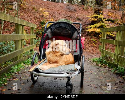 Golden retriever avec blessure à la jambe reposant dans une poussette de chien sur un sentier boisé. Banque D'Images