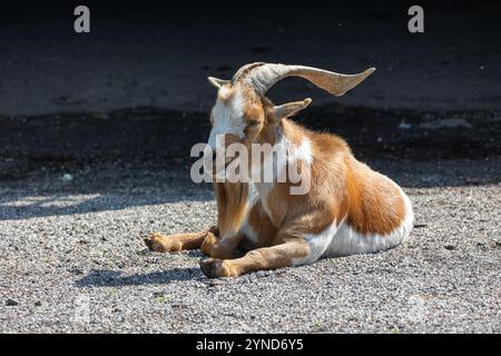 Portrait d'une chèvre avec des cornes dans une ferme à la campagne Banque D'Images