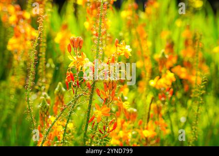 Bulbine frutescens est une espèce de plante à fleurs du genre Bulbine, originaire d'Afrique australe. Banque D'Images