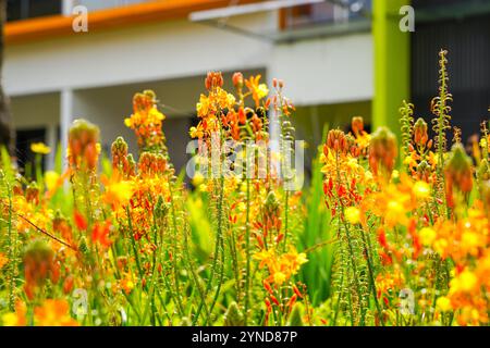 Bulbine frutescens est une espèce de plante à fleurs du genre Bulbine, originaire d'Afrique australe. Banque D'Images