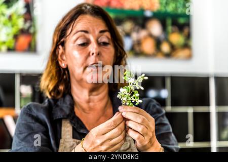 Atelier de cuisine caribéenne avec le chef Helmi Smeulders. Les brins de moringa sentent les violettes et le goût rappelle le raifort. Djonora Marthaweg, Kòrsou, Curaçao, Curaçao Banque D'Images