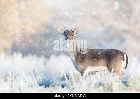 Jeune cerf en jachère en hiver, Royaume-Uni. Banque D'Images