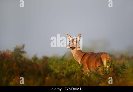 Cerf rouge derrière debout dans Bracken un matin d'automne brumeux, Royaume-Uni. Banque D'Images