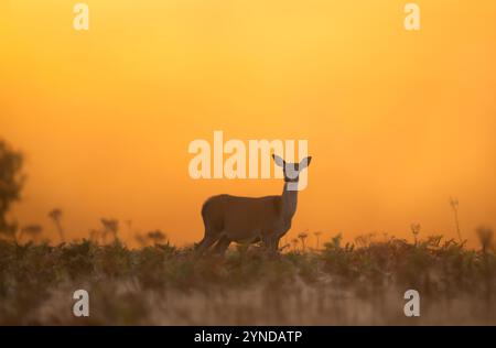 Cerf rouge derrière debout dans des fougères un matin d'automne brumeux, Royaume-Uni. Banque D'Images