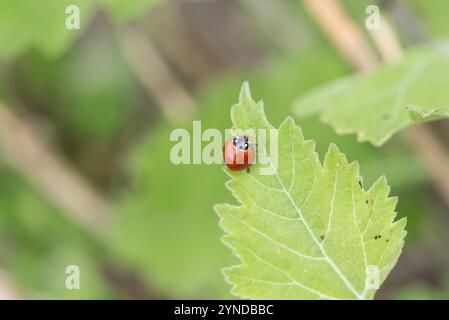 Coccinelle (Cycloneda sanguinea) sur une feuille à Mexcio Banque D'Images