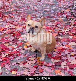 8 ans-Old Red Tan Frenchie homme en arrière-plan d'automne. Banque D'Images