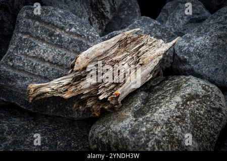 driftwood sur les roches, texture et concept d'environnement Banque D'Images