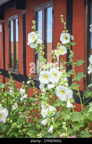 Hollyhocks dans des maisons à colombages à Gudhjem, Bornholm, mer Baltique, Danemark, Scandinavie, Europe Banque D'Images