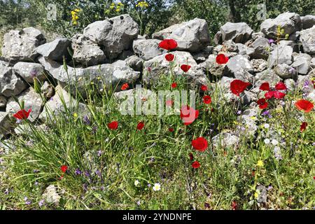 Prairie de fleurs au printemps, pavot de maïs, mur traditionnel de pierre sèche, Pyrgos, Mani, Grèce, Europe Banque D'Images