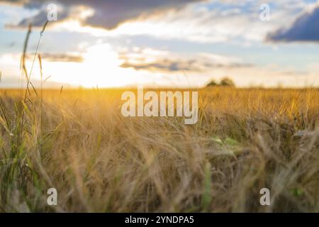 Coucher de soleil sur un champ de blé doré dans un paysage paisible Banque D'Images