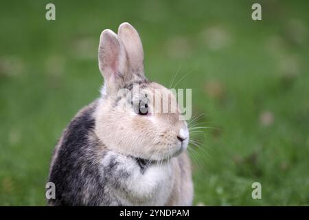 Lapin (Oryctolagus cuniculus domesticus), animal, portrait, mignon, joli gros plan de lapin domestique devant un fond vert Banque D'Images