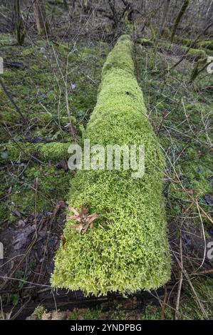 Tronc d'arbre couché envahi de mousse, Franconie, Bavière, Allemagne, Europe Banque D'Images