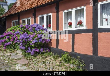 Rhododendron à la maison rouge typique à colombages à Gudhjem, Bornholm, mer Baltique, Danemark, Scandinavie, Europe Banque D'Images