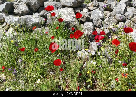 Prairie de fleurs au printemps, pavot de maïs, mur traditionnel de pierre sèche, Pyrgos, Mani, Grèce, Europe Banque D'Images