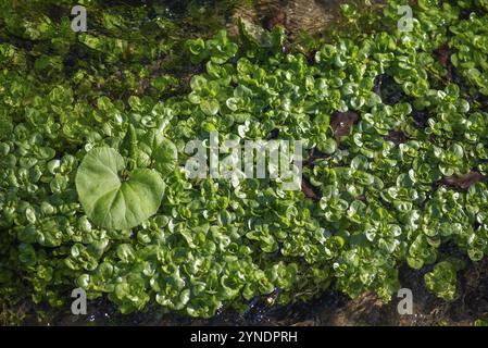 Cresson (Nasturtium officinale) et butterbur en fleurs (Petasites hybridus) dans un ruisseau, Bavière, Allemagne, Europe Banque D'Images