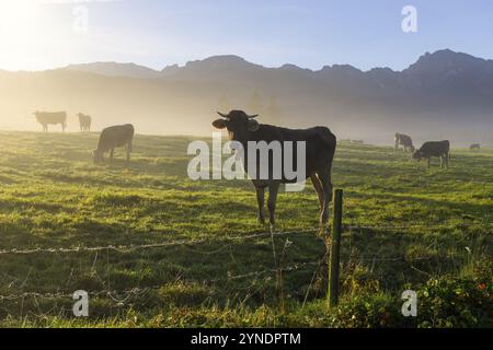 Vaches pâturant sur un pré brumeux au lever du soleil, montagnes s'élevant en arrière-plan, près de Fuessen, Ostallgaeu, Bavière, Allemagne, Europe Banque D'Images