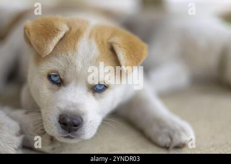 Gros plan d'un adorable chiot Huskita aux yeux bleus frappants et au pelage blanc et bronzé, reposant sur une surface douce. L'expression du chiot est calme et Banque D'Images