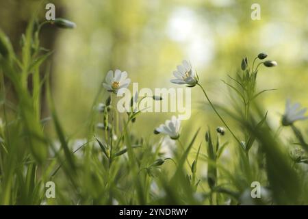 Rabelera, Stellaria holostea fleurissant dans la forêt Banque D'Images
