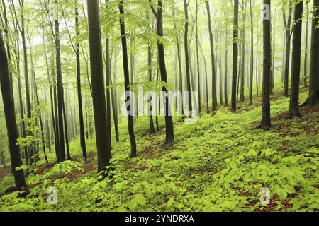 Forêt de hêtres printaniers par temps brumeux et pluvieux, montagne Bischofskoppe, mai, Pologne, Europe Banque D'Images