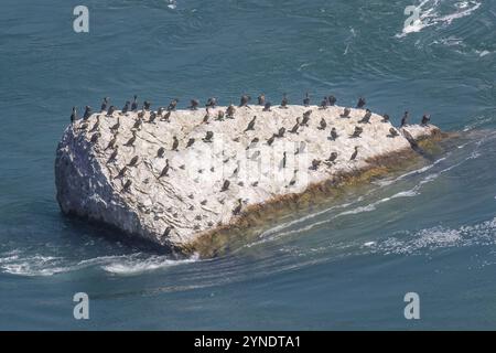 De nombreux goélands et canards peuvent être vus se reposer sur un rocher au bord du lac à Niagara Falls, Ontario, Canada, Amérique du Nord Banque D'Images