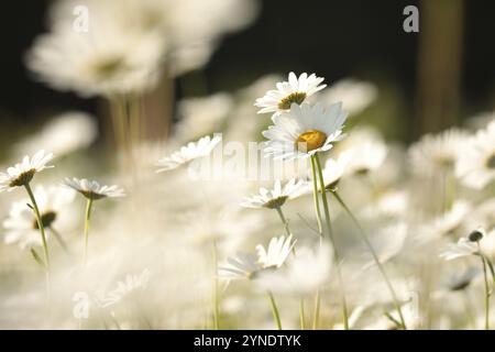 Pâquerettes sur une prairie printanière à l'aube Banque D'Images