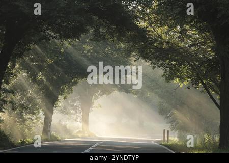 Rayons de soleil entre les arbres le long de la route par un matin brumeux, août, République tchèque, Europe Banque D'Images