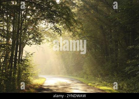 Chênes rétro-éclairés par le soleil levant dans une forêt d'automne brumeuse, octobre, Pologne, Europe Banque D'Images