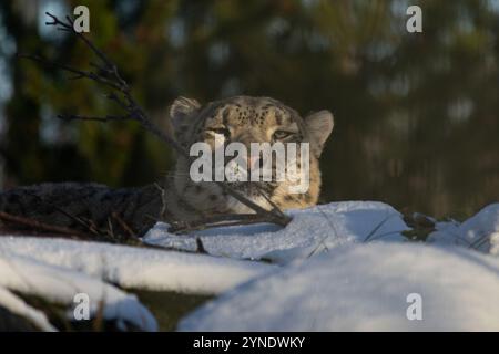 Léopard des neiges (lat. unica unica ) sur fond flou neigeux et vert Banque D'Images