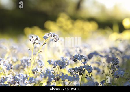 Myosotis sylvatica dans la forêt à l'aube Banque D'Images