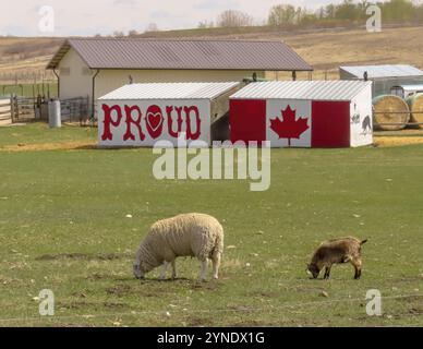 Okotoks, Alberta, Canada. 7 mai 2023. Un couple de moutons mangeant de l'herbe avec un signe dont les said sont fiers et un drapeau du Canada. Concept : conservateur rural Banque D'Images