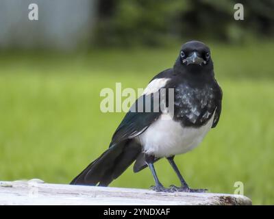 Un gros plan sur un oiseau Magpie typique Banque D'Images