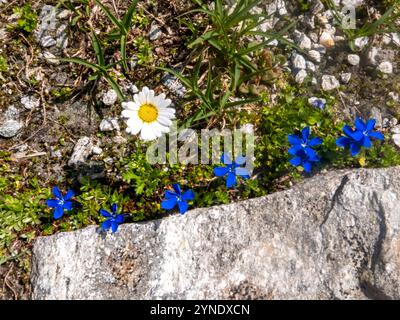 Gentiane bavaroise (Gentiana bavarica) sur le chemin du Plauener Hütte au Heilig-Geist-Jöchl. La photo a été prise sur une traversée alpine depuis muni Banque D'Images