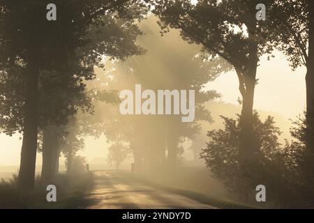 Route de campagne à travers un matin d'automne brumeux Banque D'Images