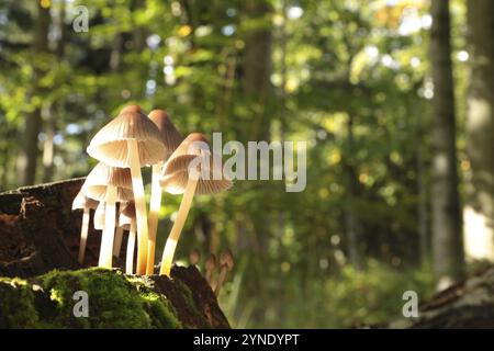 Famille de champignons sur un tronc d'arbre Banque D'Images
