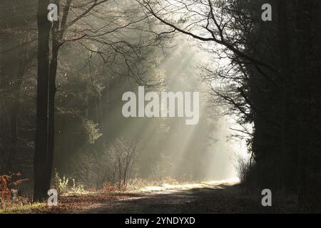 La lumière du soleil levant tombe sur le chemin forestier par temps brumeux, Pologne, Europe Banque D'Images