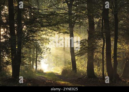 Chênes rétro-éclairés par le soleil levant dans une forêt d'automne brumeuse, septembre, Pologne, Europe Banque D'Images