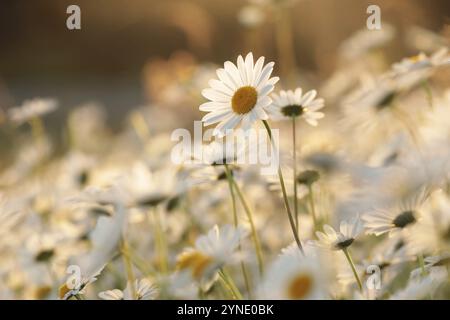 Daisy sur une prairie printanière au crépuscule Banque D'Images