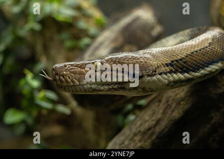 Serpent python réticulé (Malayopython reticulatus) parfois connu sous le nom de Royal Python ou ball Python Banque D'Images