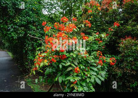 Bunga Phanera Kokiana ou Bauhinia kockiana, un genre de plantes à fleurs de la famille des légumineuses, Fabaceae. Il appartient à la sous-famille des Cercidoideae Banque D'Images