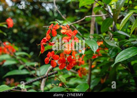 Bunga Phanera Kokiana ou Bauhinia kockiana, un genre de plantes à fleurs de la famille des légumineuses, Fabaceae. Il appartient à la sous-famille des Cercidoideae Banque D'Images