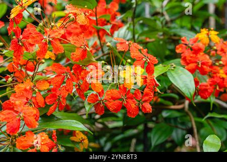 Bunga Phanera Kokiana ou Bauhinia kockiana, un genre de plantes à fleurs de la famille des légumineuses, Fabaceae. Il appartient à la sous-famille des Cercidoideae Banque D'Images