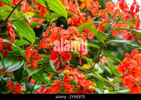 Bunga Phanera Kokiana ou Bauhinia kockiana, un genre de plantes à fleurs de la famille des légumineuses, Fabaceae. Il appartient à la sous-famille des Cercidoideae Banque D'Images